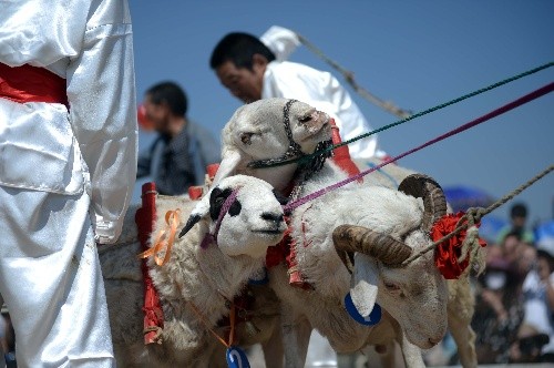 最不可錯(cuò)過的“羊奧運(yùn)”即將開幕，這里還有更多的驚喜等著去旅行